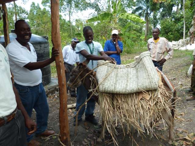 Zemědělství na Haiti